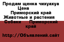 Продам щенка чихуахуа › Цена ­ 13 000 - Приморский край Животные и растения » Собаки   . Приморский край